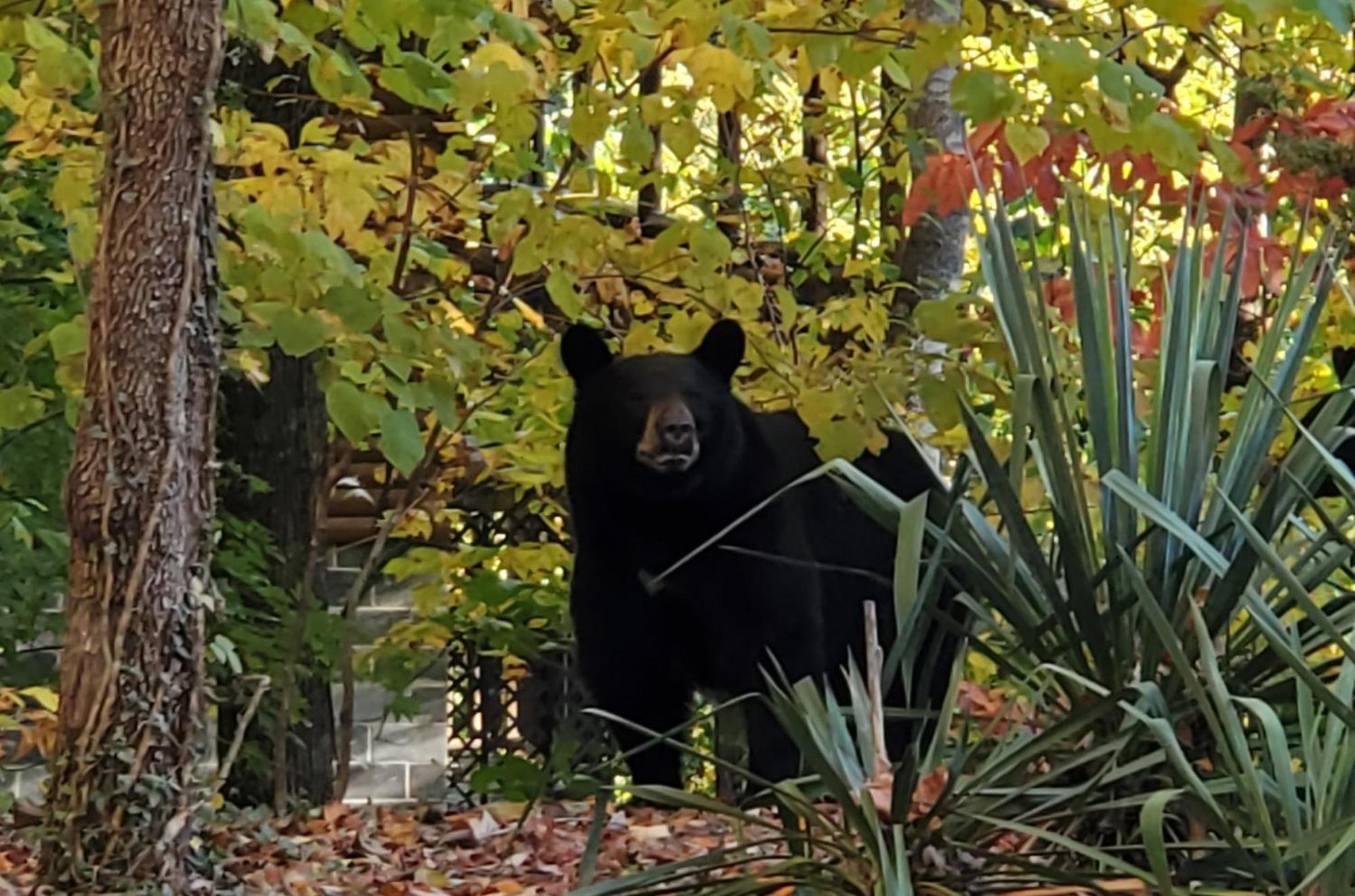 Can'T "Bear" To Leave Villa Sevierville Exterior photo